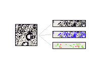 Drawing of a tissue specimen paired with multimodal layers.